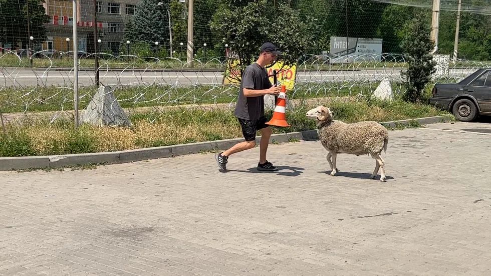 30 мільйонів переглядів і прихильники. Як баран Антон з прифронтового Краматорська здобув популярність і чого боїться