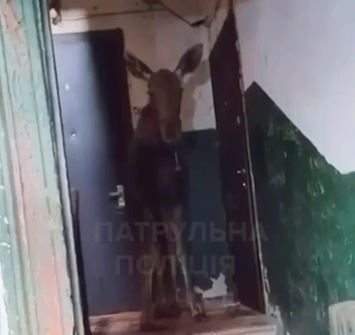 Лось забрів у під'їзд багатоповерхівки у Києві - його повернули до лісу